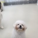 러닝독 스테이 이미지