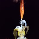 한조민박 이미지