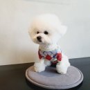 톤온펫