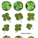 클로버(CLOVER) 이미지