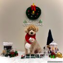 옐레드 애견유치원 & 애견호텔, 미용 안산고잔점 | [안산애견유치원] 안산애견호텔 펫 멀티플렉스 옐레드 안산고잔점