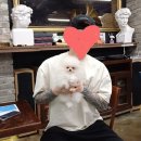 메르시몽프레 포메분양&애견카페 | 연신내 메르시몽프레 포메분양 포메카페 둘째 데려가시는 행운의 주인공 ~~!!^^