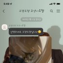 오냥오냥 고양이호텔 | 대구 고양이호텔 :) 달서구 대곡동 반려묘 고양이 전용호텔 오냥오냥