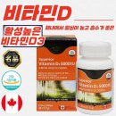 에버그린 이미지