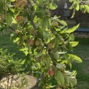 피콕빌리지 이미지