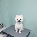 배츄네펫살롱 이미지