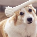 우리집동물병원 이미지