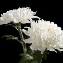 임실중앙장례식장 이미지