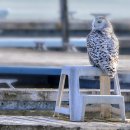 Snowy owl 이미지