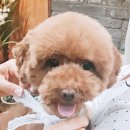 아토맘 수제간식 이미지