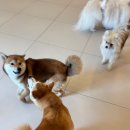 시바견 전문 가도켄넬 | 부산 강아지 유치원추천(맘바이부산본점,강아지놀이방추천,시바견강아지유치원추천)