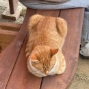 동수목장 이미지