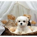 마마스미독 강아지분양 인천점 이미지