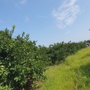 준이농장 이미지