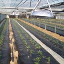 김규철농장 이미지