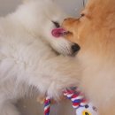 멍멍그루밍 이미지