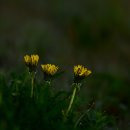 오시리아 이미지