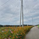 농업기술센터 2층화장실 | 청주 무심천 2025 코스모스🌸 상당구청 농업기술센터 가을꽃놀이 10월 가볼만한곳 느티나무식당