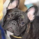 Jena house 이미지