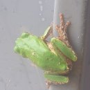 청개구리