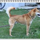 진도약초 이미지