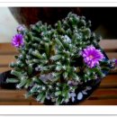 블랙커피,그물분,통병,낚시통 이미지