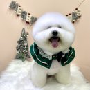 숑숑 그루밍 이미지