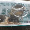 천수만회타운 이미지