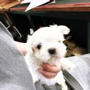 천안 강아지분양 고양이분양 파라다이스펫본점 이미지