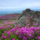 제84차 정기산행 바래봉(5월10일 토요일)예약란 이미지