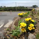 가자니아 이미지