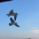 씨유화성전곡대로점 | 경기도 화성 가볼만한 곳 전곡항 선셋요트체험 폭죽놀이 식사 풀코스 아일랜드