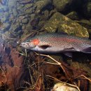 솔치송어파티 이미지