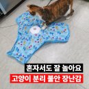 자동에너지 | 고양이 분리불안 해결, 자동 장난감 후기
