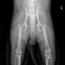 잠실베스트동물병원 수술재활센터 이미지