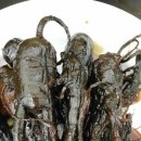 바이올렛의 홍삼사랑 이미지