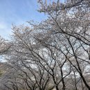 삼랑진양수발전소 | 밀양 삼랑진 벚꽃 명소! 여여정사, 안태호 근처 벚꽃길 (+양수발전소 주차)