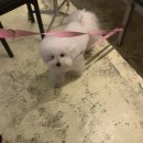 오구통닭 이미지