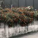 중앙로67번길 이미지