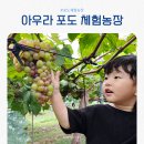 길농장 | [아우라포도 체험농장] 자연이주는 최고의선물! 대부도 포도따기체험 다녀온 후기(예약방법...