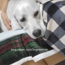 꼬리흔들 유치원 이미지