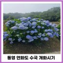 원량초연화분교 | 연화도 수국 개화시기 출렁다리 용머리해안