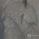 Friday Forest 이미지