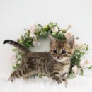 양동농장 | 양동고양이분양 일상이 아주 포근하게 변했답니다