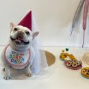 202펫푸드 이미지