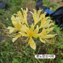 붉노랑상사화 제주상사화 이미지