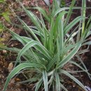 오늘 2월 13일의 꽃말은 -- 갈풀( Canary Grass ) -- 입니다 이미지