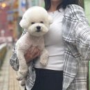 조은애견미용 | 목동애견미용실 땡큐펫살롱 비숑 미용 귀툭 대만족 후기 (2시간 달려 찾아간 내돈내산ㅋ)