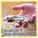 하남도마뱀 크레스티드 게코 분양 후기 티그리스 게코 하남본점