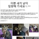 아기 고양이 무료 입양하세요 이미지